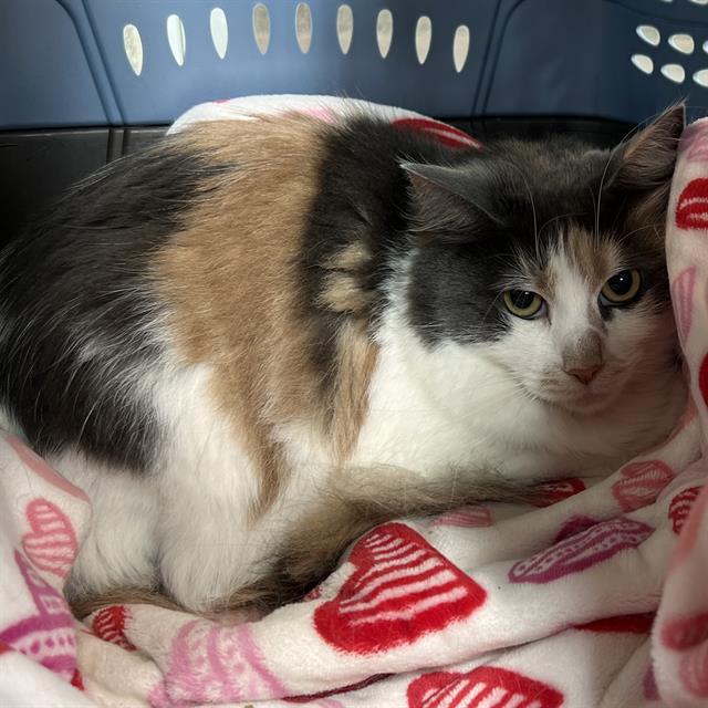 Enlarge OPAL, a Adoptable Domestic Medium Hair in Methuen, MA image 1/1