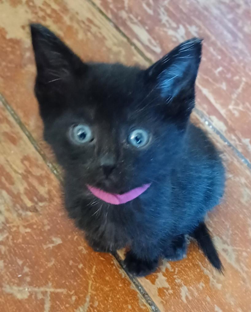 Grey, Baby Male Domestic Short Hair