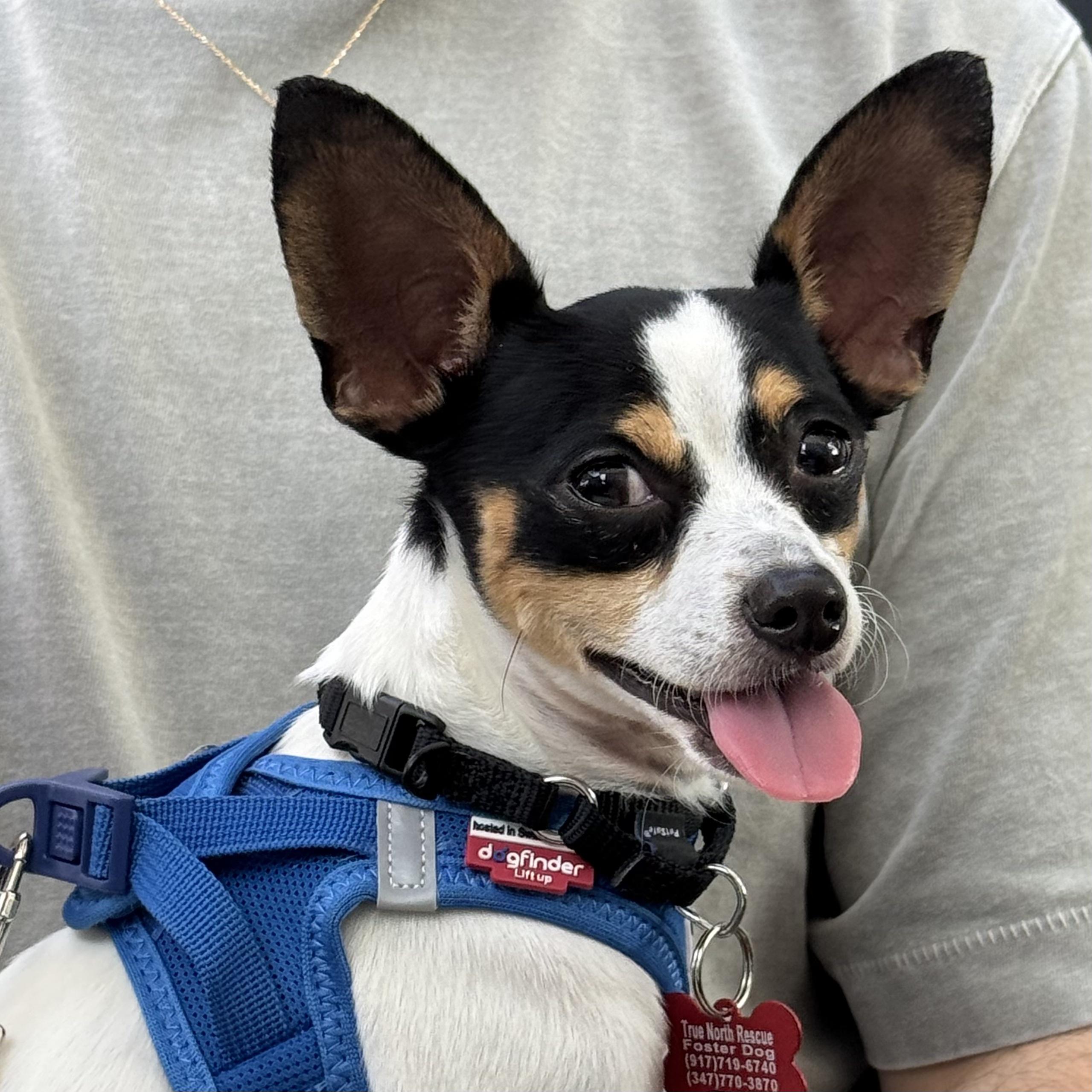 Lucky, ADOPTABLE, Young • Male, Rat Terrier & Chihuahua.