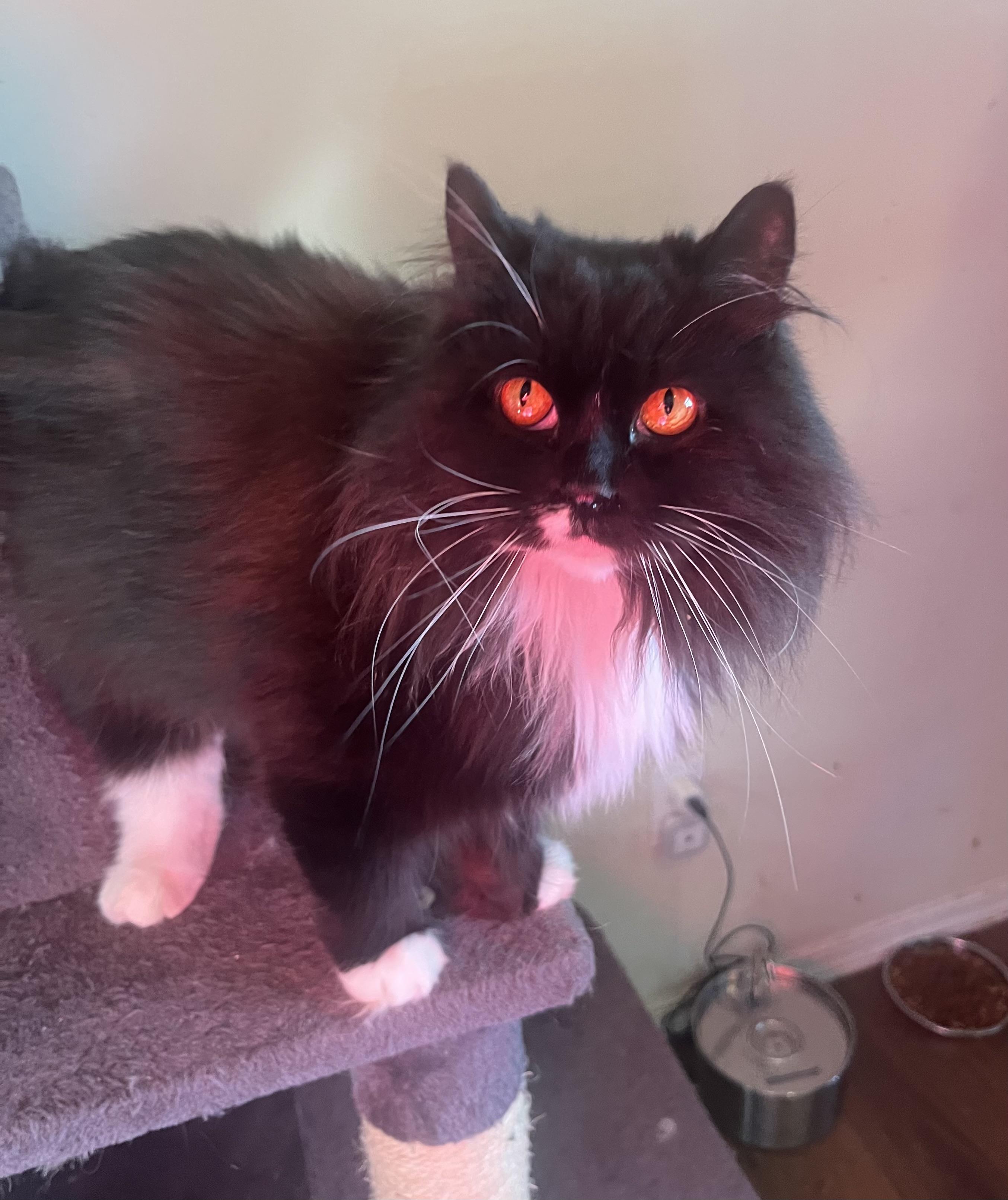 Enlarge Felicette, an adopted mixed breed in Everett, WA image 5/5