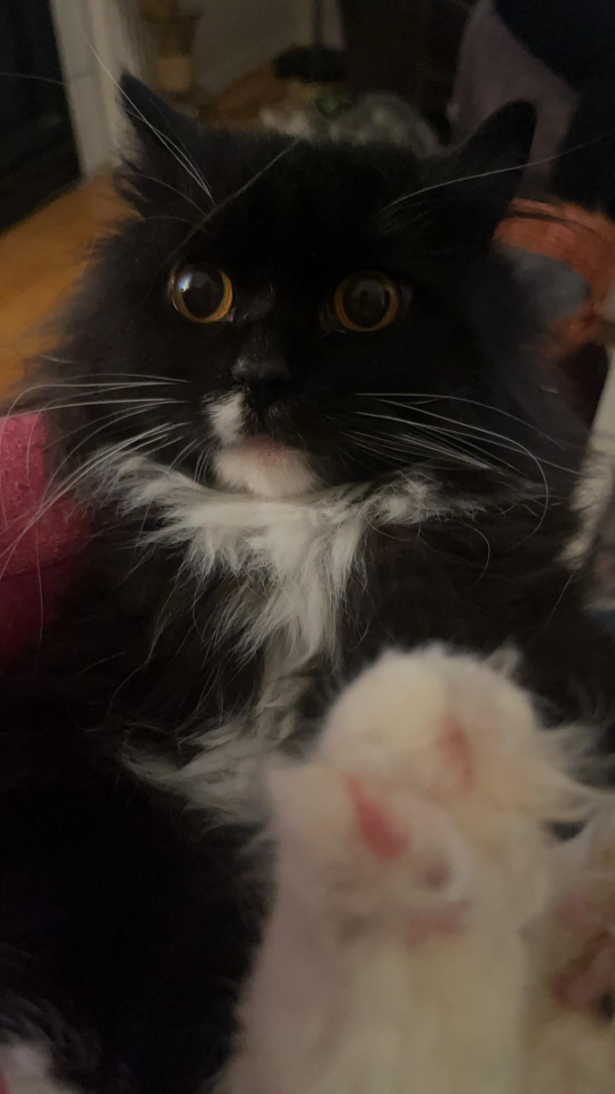 Enlarge Felicette, an adopted mixed breed in Everett, WA image 3/5