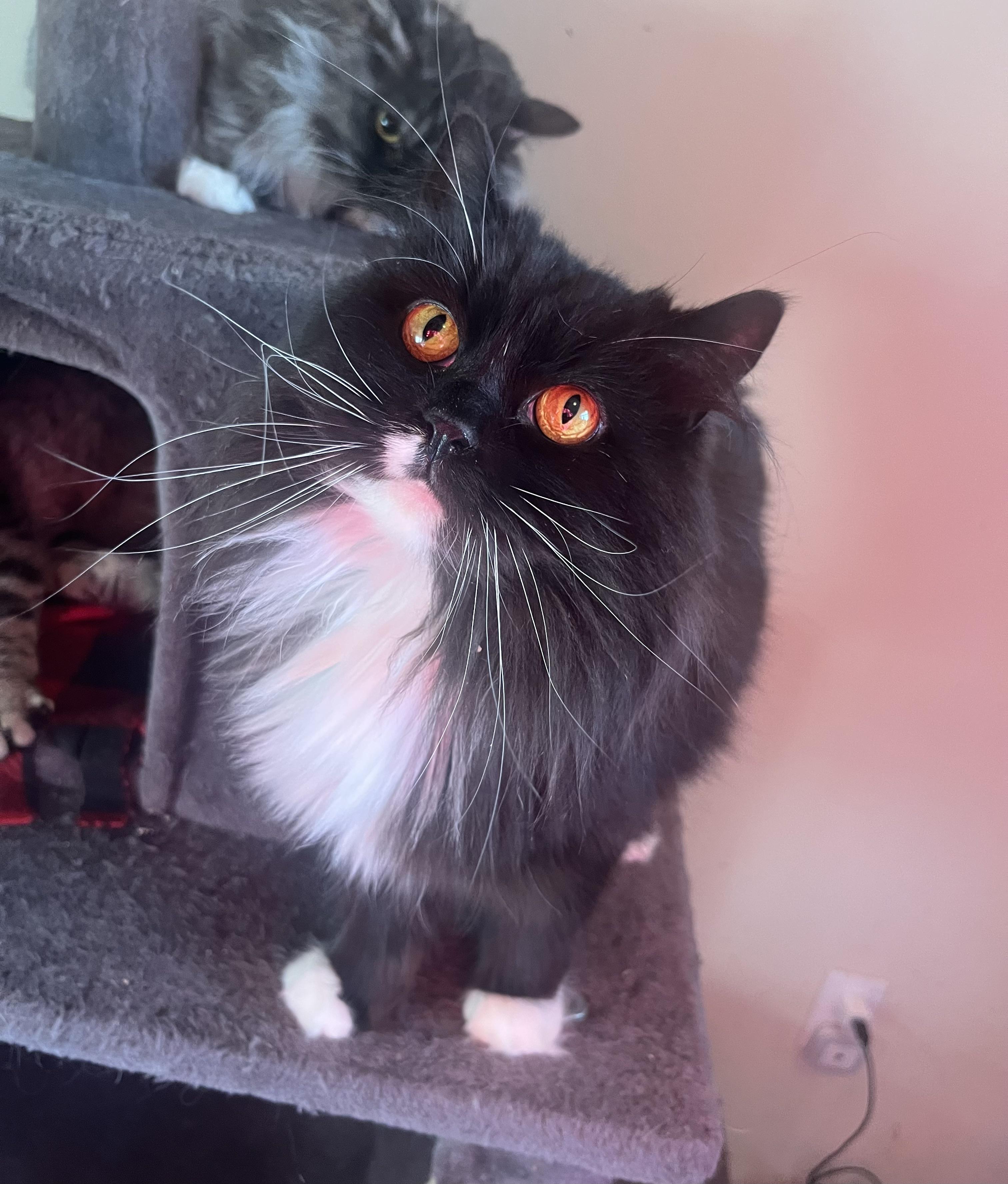 Enlarge Felicette, an adopted mixed breed in Everett, WA image 2/5