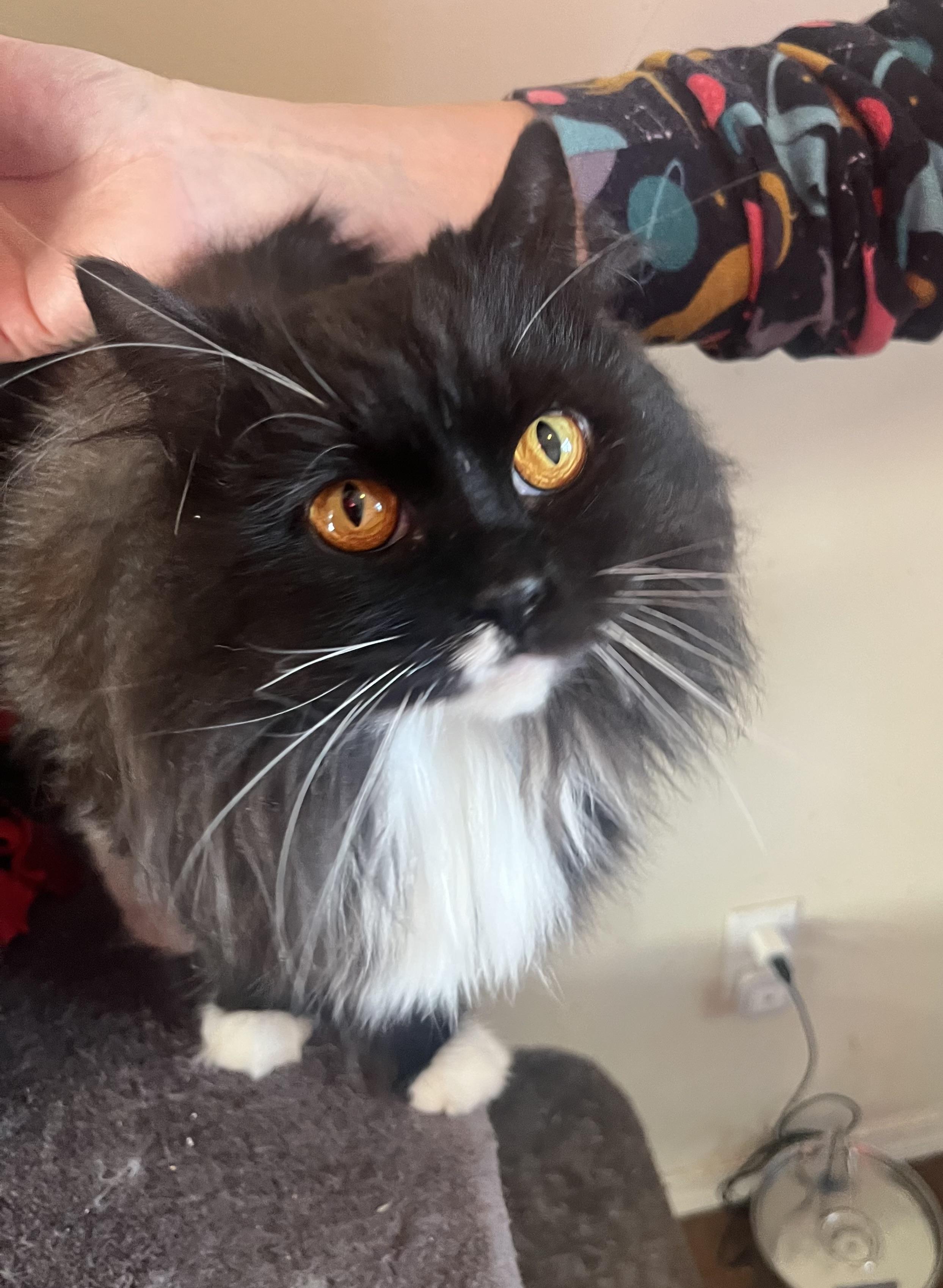 Felicette, adopted, Adult Female Domestic Medium Hair.