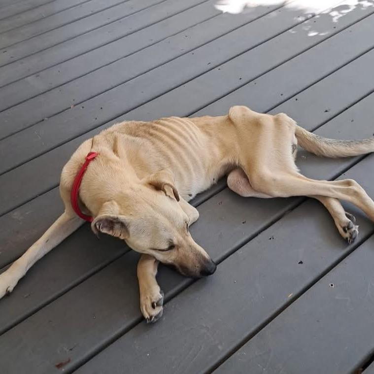 Enlarge Molly, a Adoptable mixed breed in Kerrville, TX image 2/6