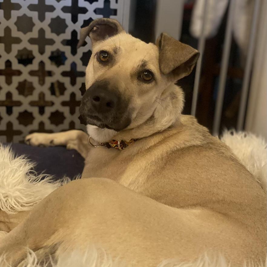 Enlarge Molly, a Adoptable mixed breed in Kerrville, TX image 3/6