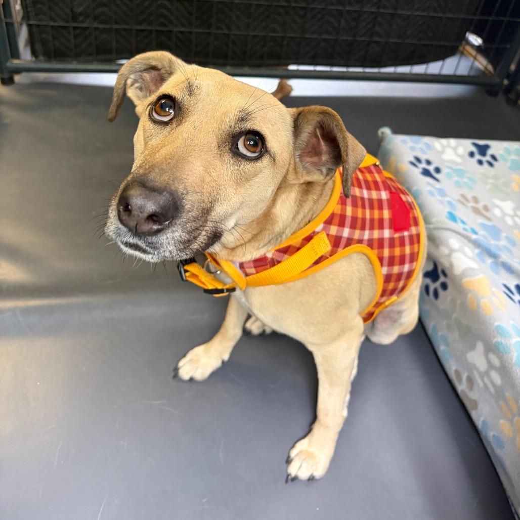 Molly, a Adoptable mixed breed in Kerrville, TX image 4/6