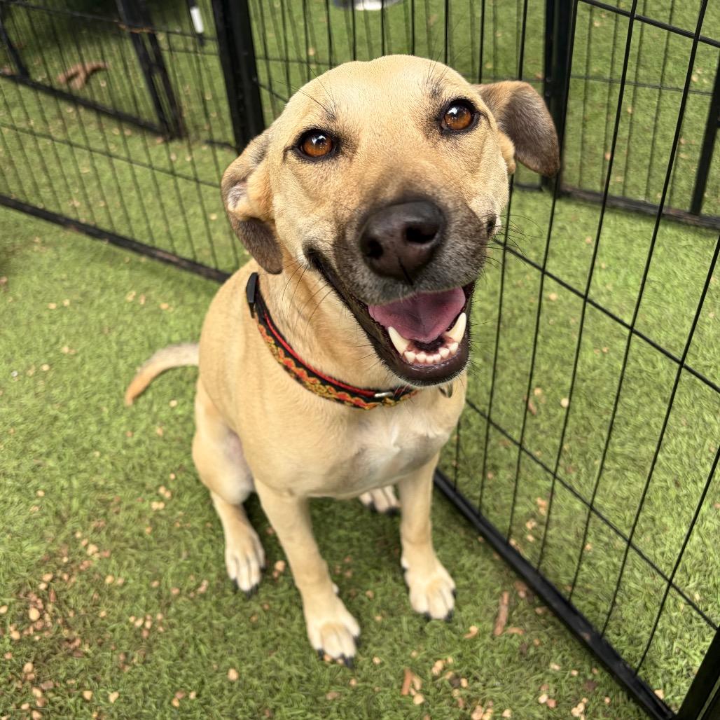 Molly, Adoptable, Adult Female Black Mouth Cur & Mixed Breed.