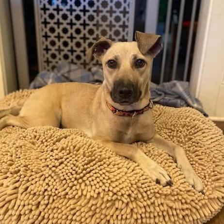 Enlarge Molly, a Adoptable mixed breed in Kerrville, TX image 4/6