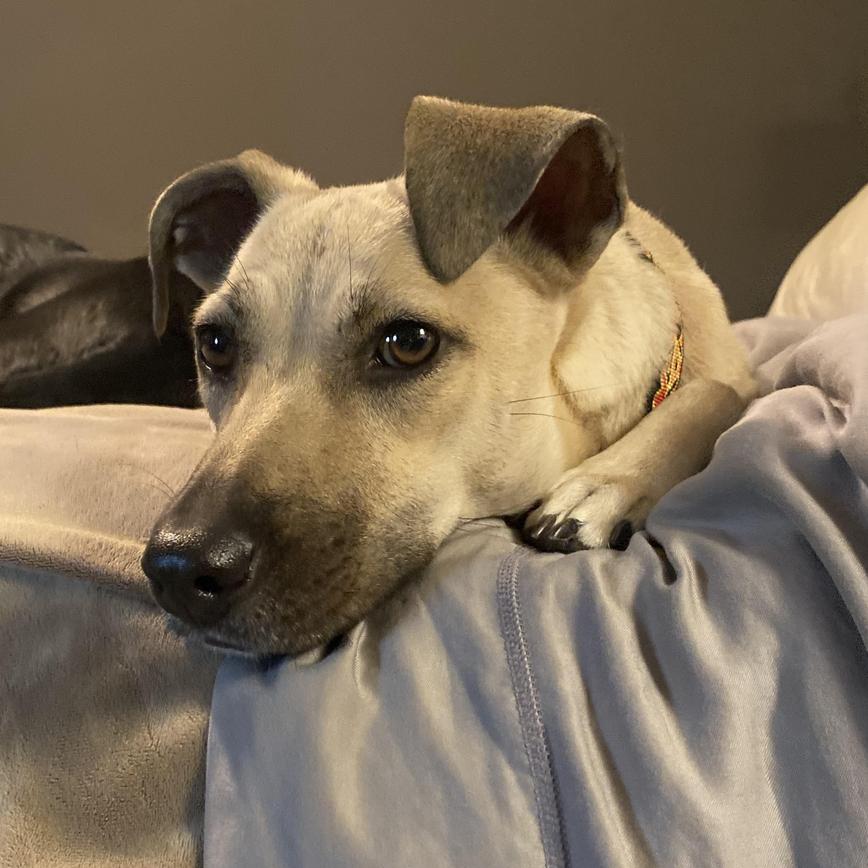 Enlarge Molly, a Adoptable mixed breed in Kerrville, TX image 5/6