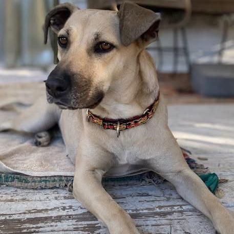Enlarge Molly, a Adoptable mixed breed in Kerrville, TX image 6/6