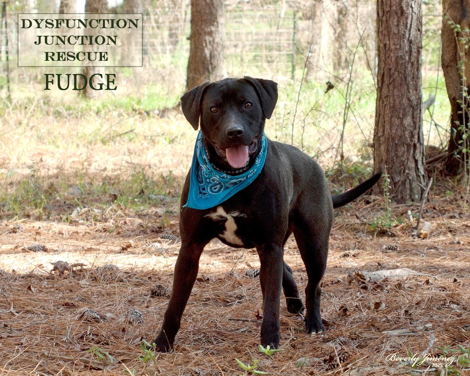Enlarge Fudge, a Adoptable Labrador Retriever in Jeffersonville, GA image 2/2