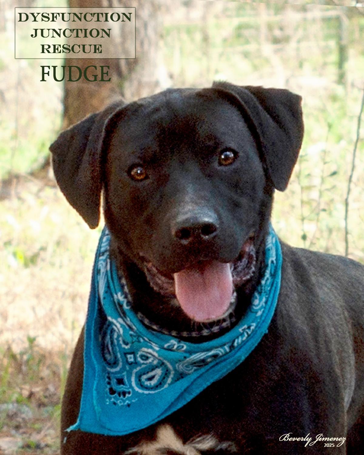 Enlarge Fudge, a Adoptable Labrador Retriever in Jeffersonville, GA image 1/2