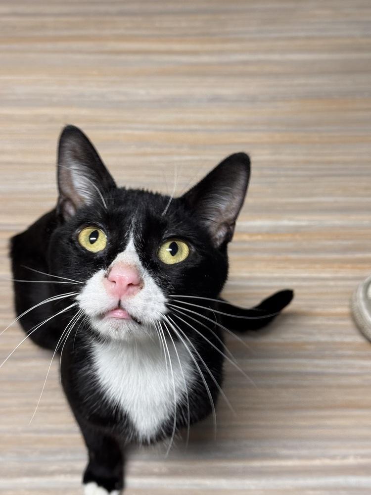 Regulus, Adoptable, Adult Male Domestic Short Hair.