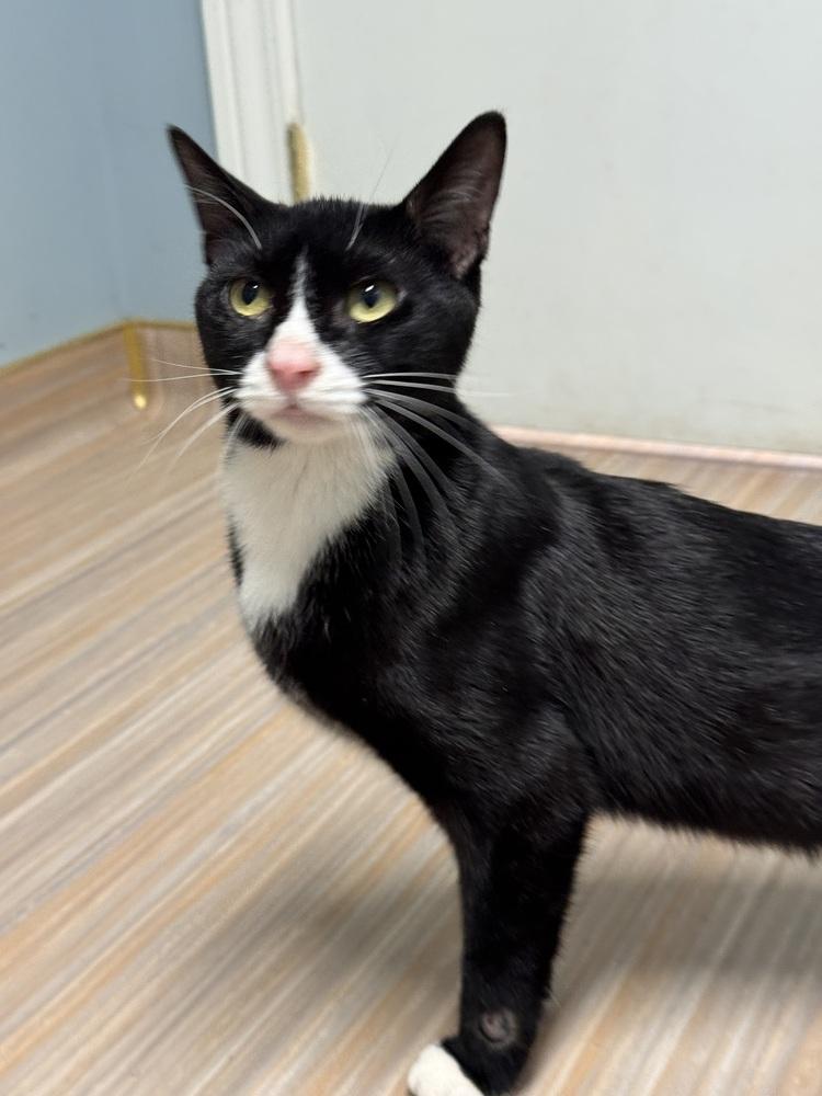 Enlarge Regulus, a Adoptable mixed breed in Plymouth, MI image 2/6