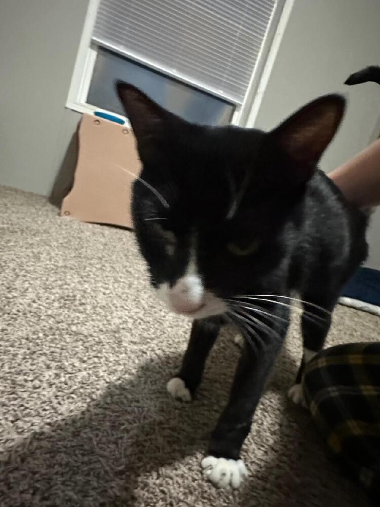 Enlarge Regulus, a Adoptable mixed breed in Plymouth, MI image 5/6
