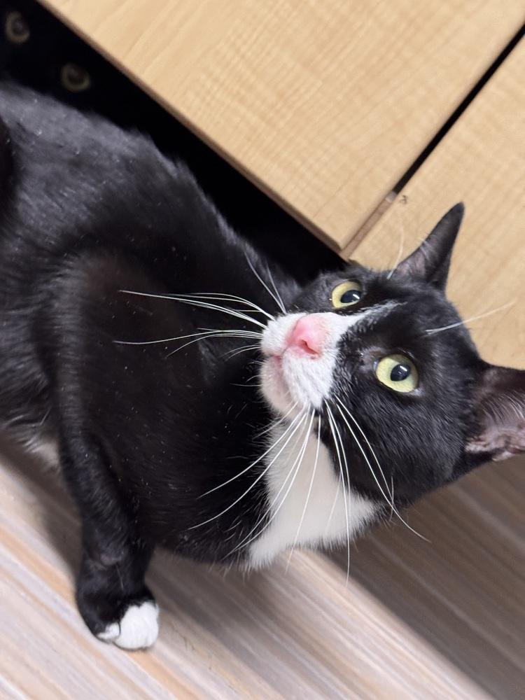 Enlarge Regulus, a Adoptable mixed breed in Plymouth, MI image 6/6