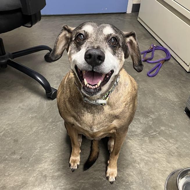 Daisy, Adoptable, Senior Female Mixed Breed.