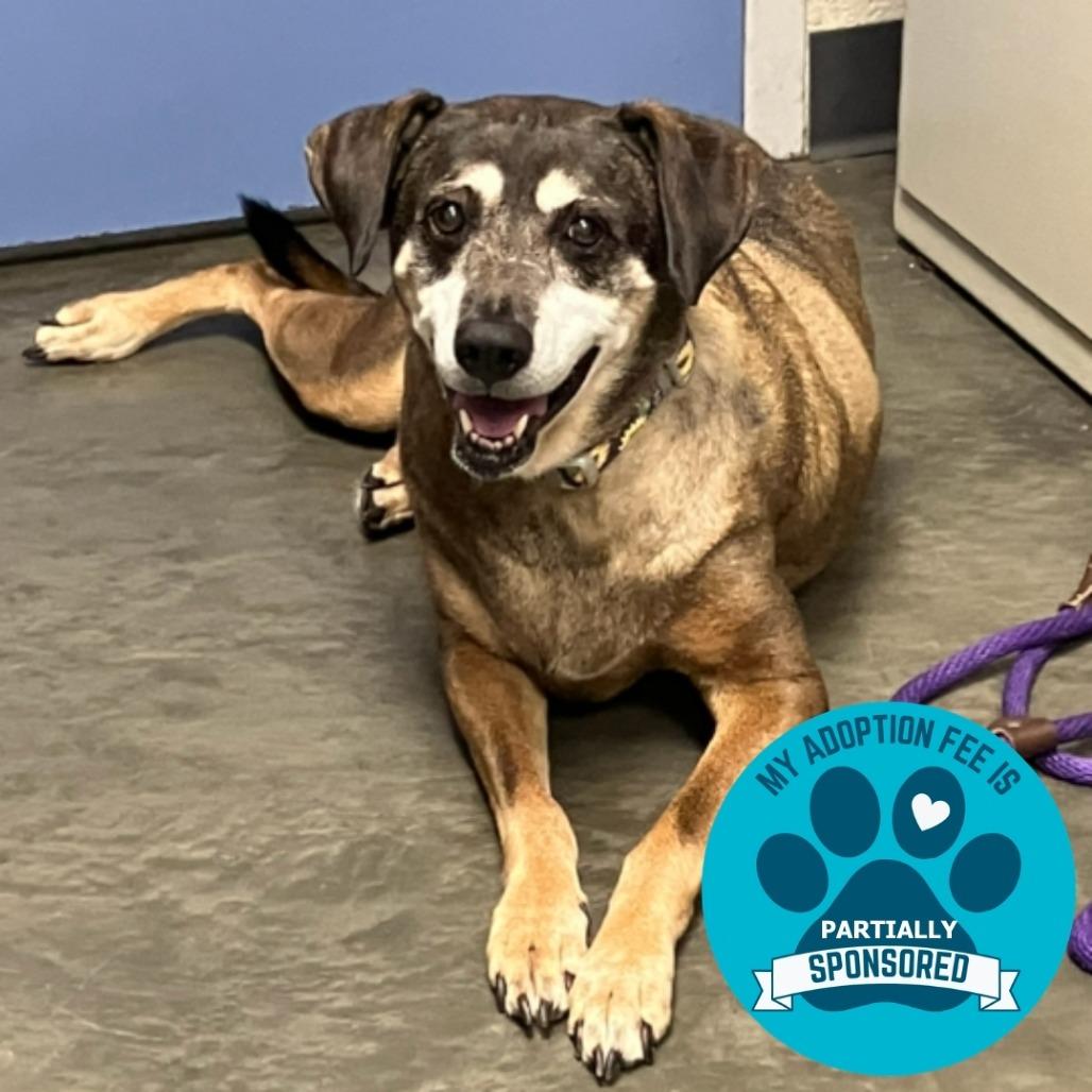 Enlarge Daisy, a Adoptable Mixed Breed in DeKalb, IL image 2/3