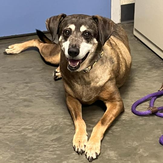 Daisy, a Adoptable Mixed Breed in DeKalb, IL image 2/2