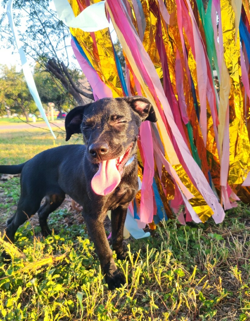 Rory, an adoptable Black Labrador Retriever in Harlingen, TX, 78550 | Photo Image 4