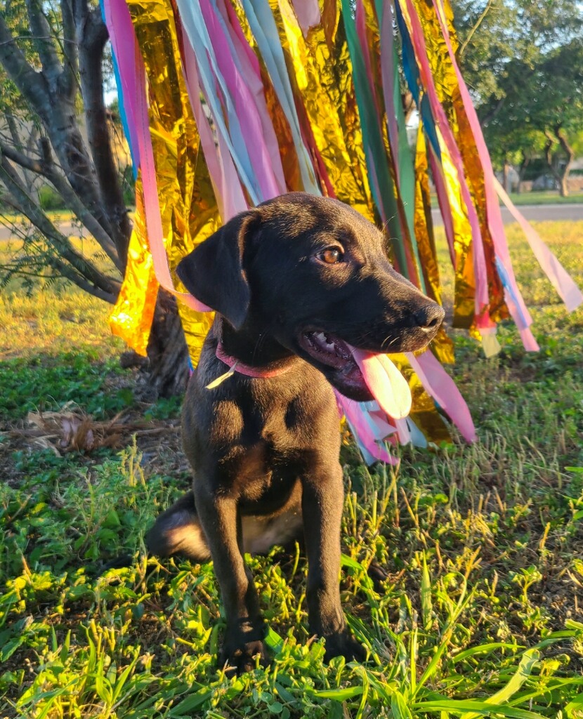 Rory, an adoptable Black Labrador Retriever in Harlingen, TX, 78550 | Photo Image 3