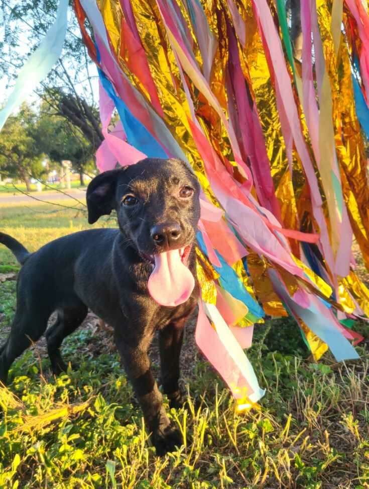 Rory, an adoptable Black Labrador Retriever in Harlingen, TX, 78550 | Photo Image 2