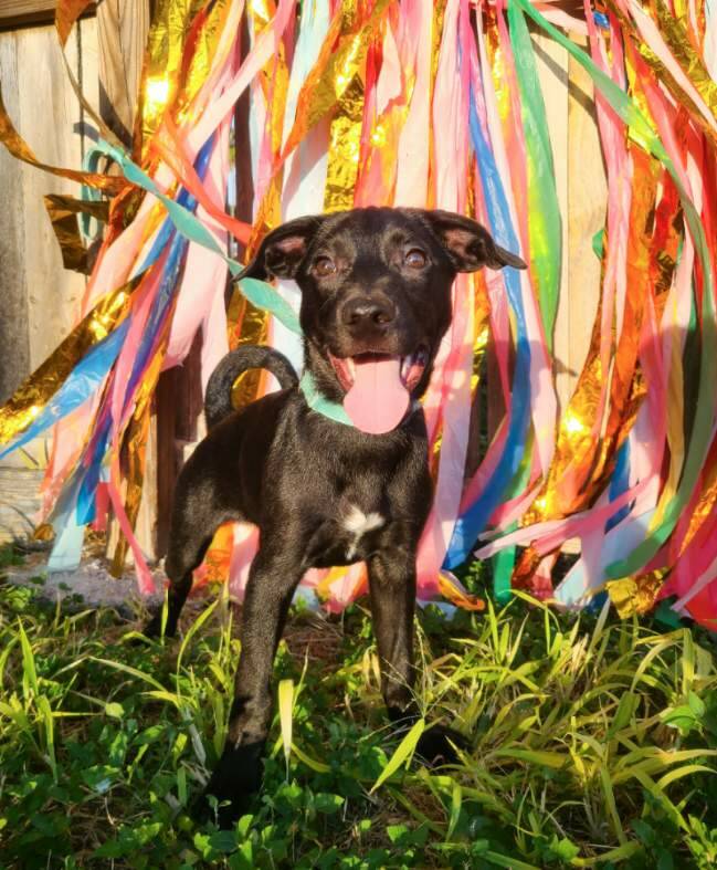 Rory, an adoptable Black Labrador Retriever in Harlingen, TX, 78550 | Photo Image 1