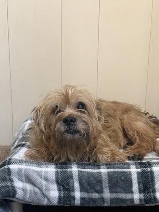 Stymie, Adopted, Adult Male Terrier & Cairn Terrier.