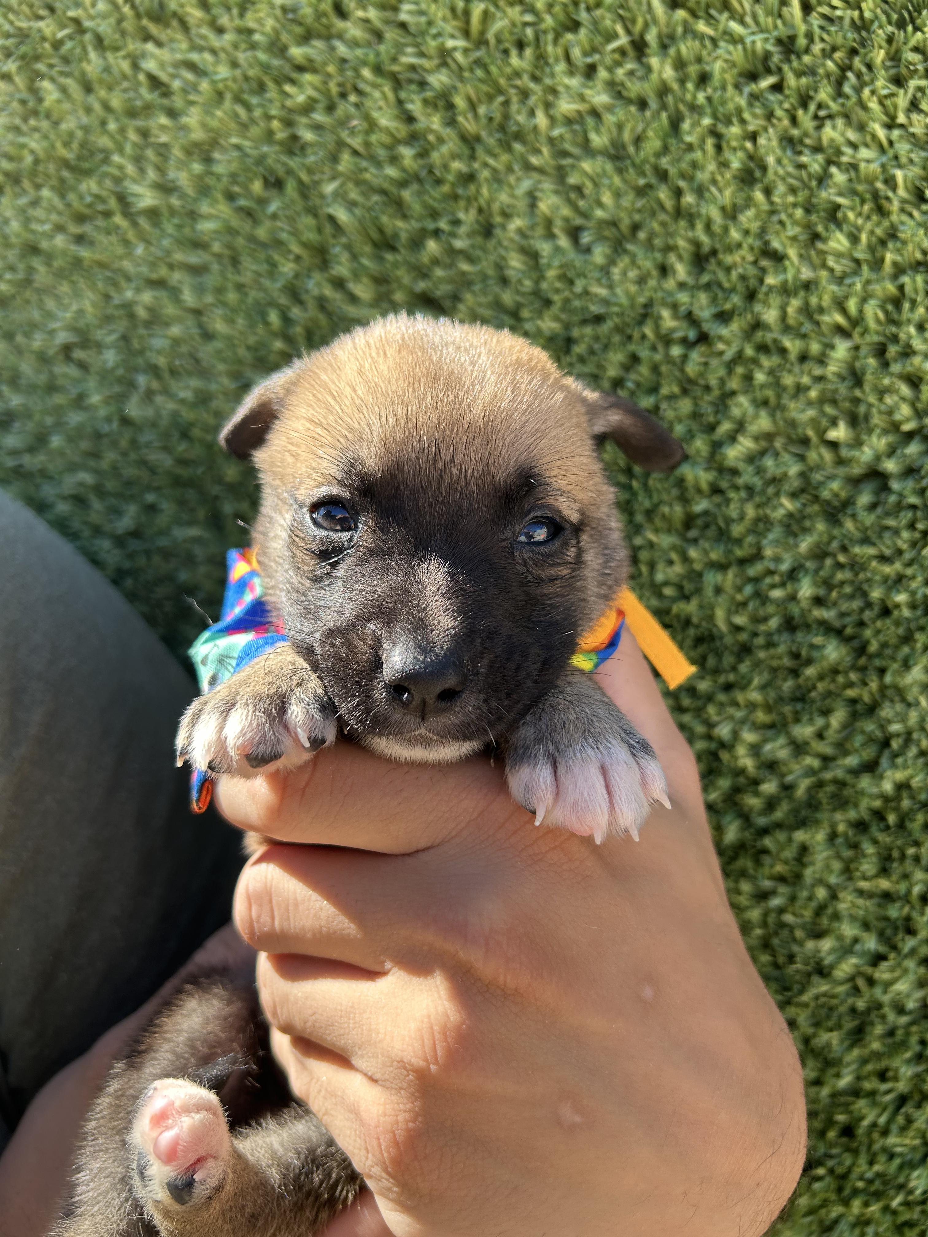 Steve, Adoptable, Puppy Male German Shepherd Dog & Belgian Shepherd / Malinois.