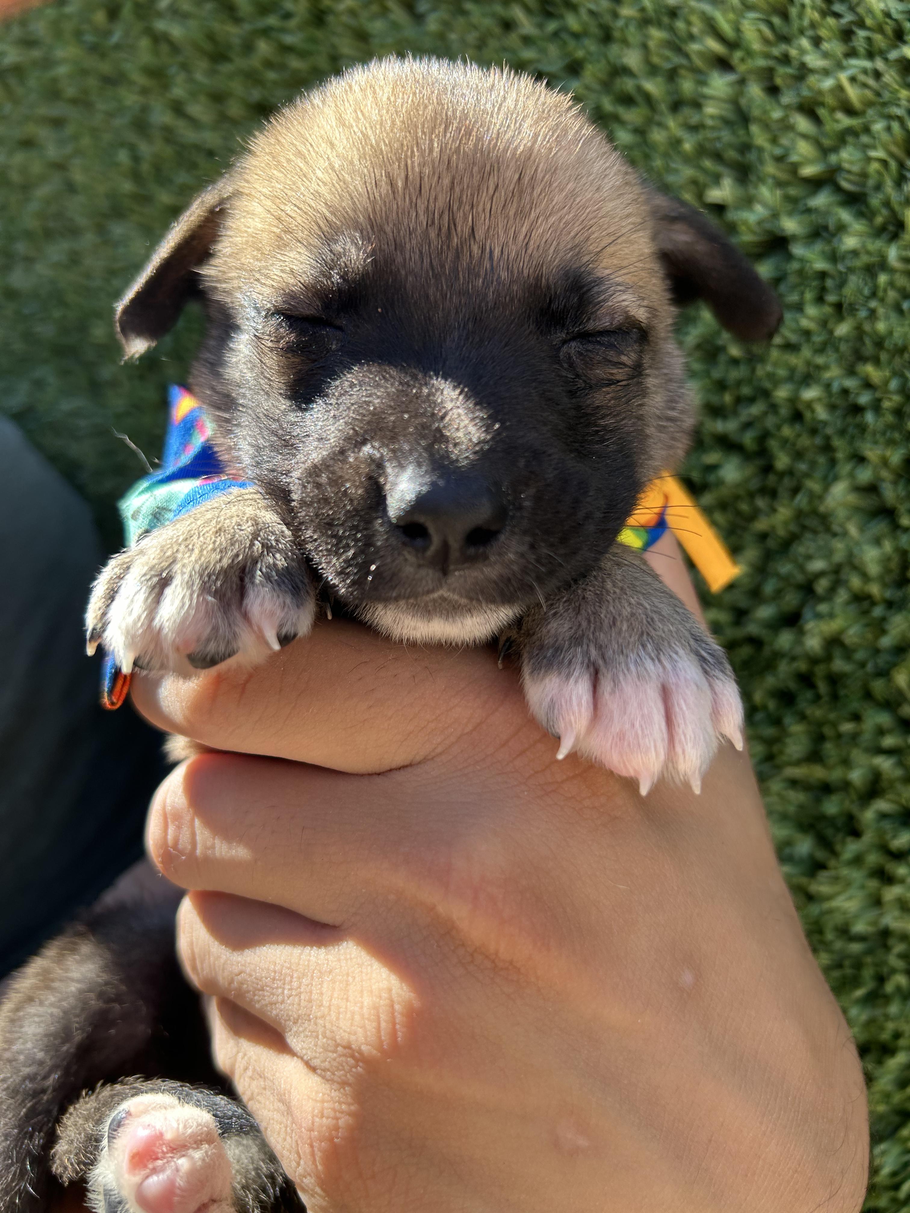 Steve, a Adoptable mixed breed in Tijuana, BCN image 2/2
