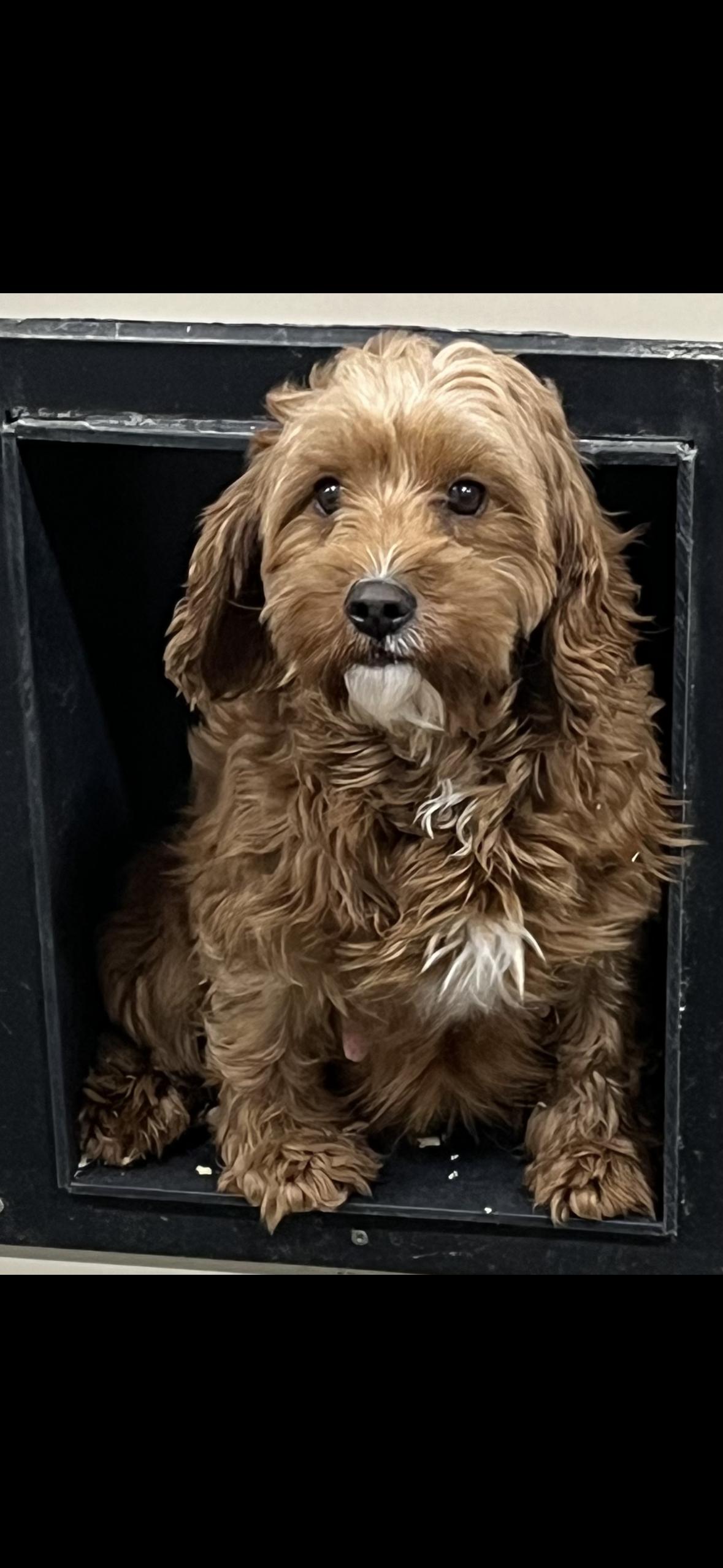 Lucy , adopted, Adult Female Cavapoo.
