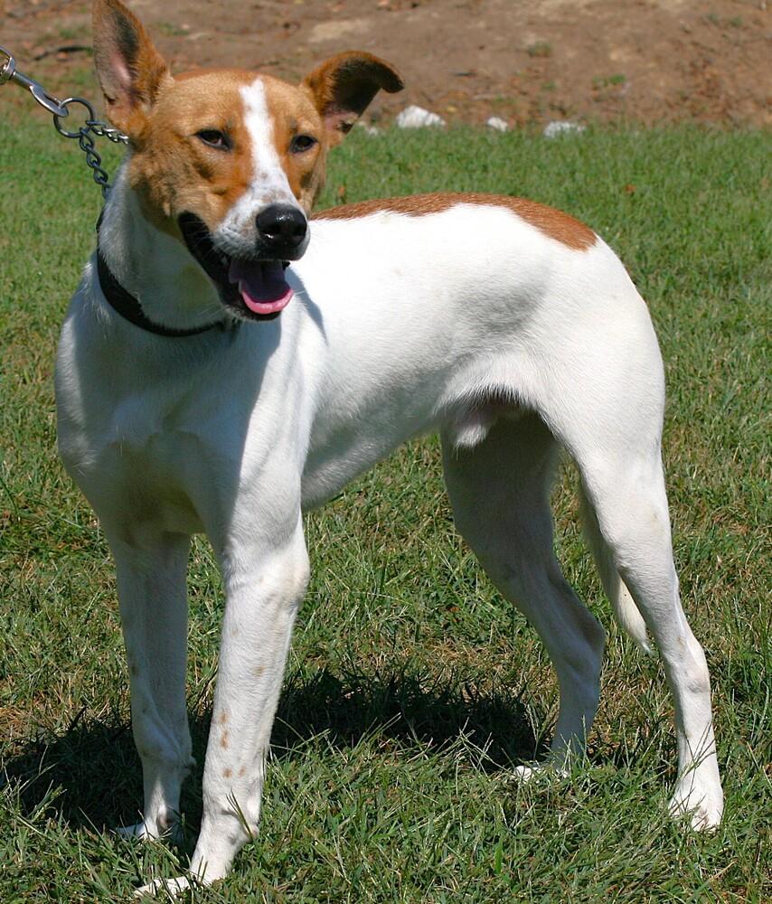 Enlarge Lincoln, a Adoptable mixed breed in Linton, IN image 1/4