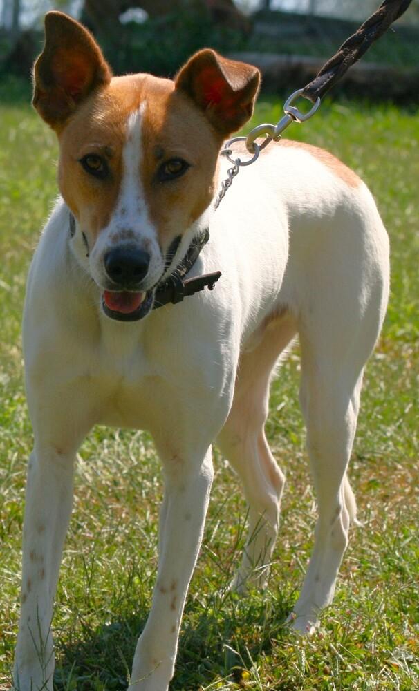 Enlarge Lincoln, a Adoptable mixed breed in Linton, IN image 2/4