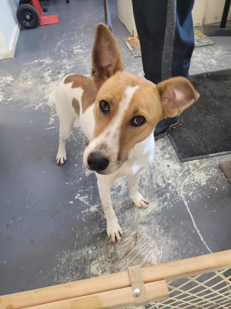 Lincoln, Adoptable, Puppy Male Husky & Hound.