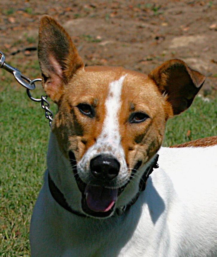 Enlarge Lincoln, a Adoptable mixed breed in Linton, IN image 4/4