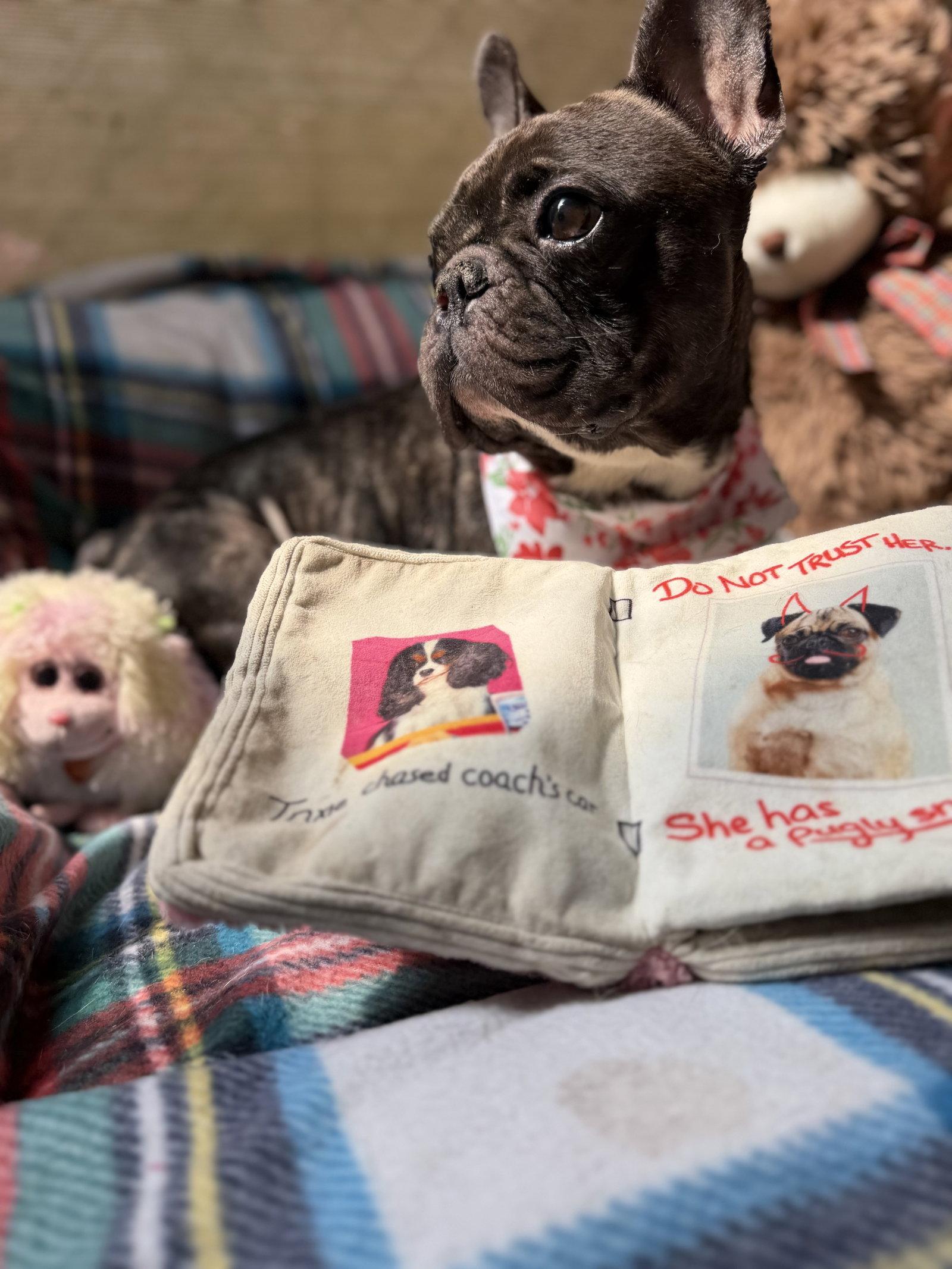 Shug, Adoptable, Adult Male French Bulldog.