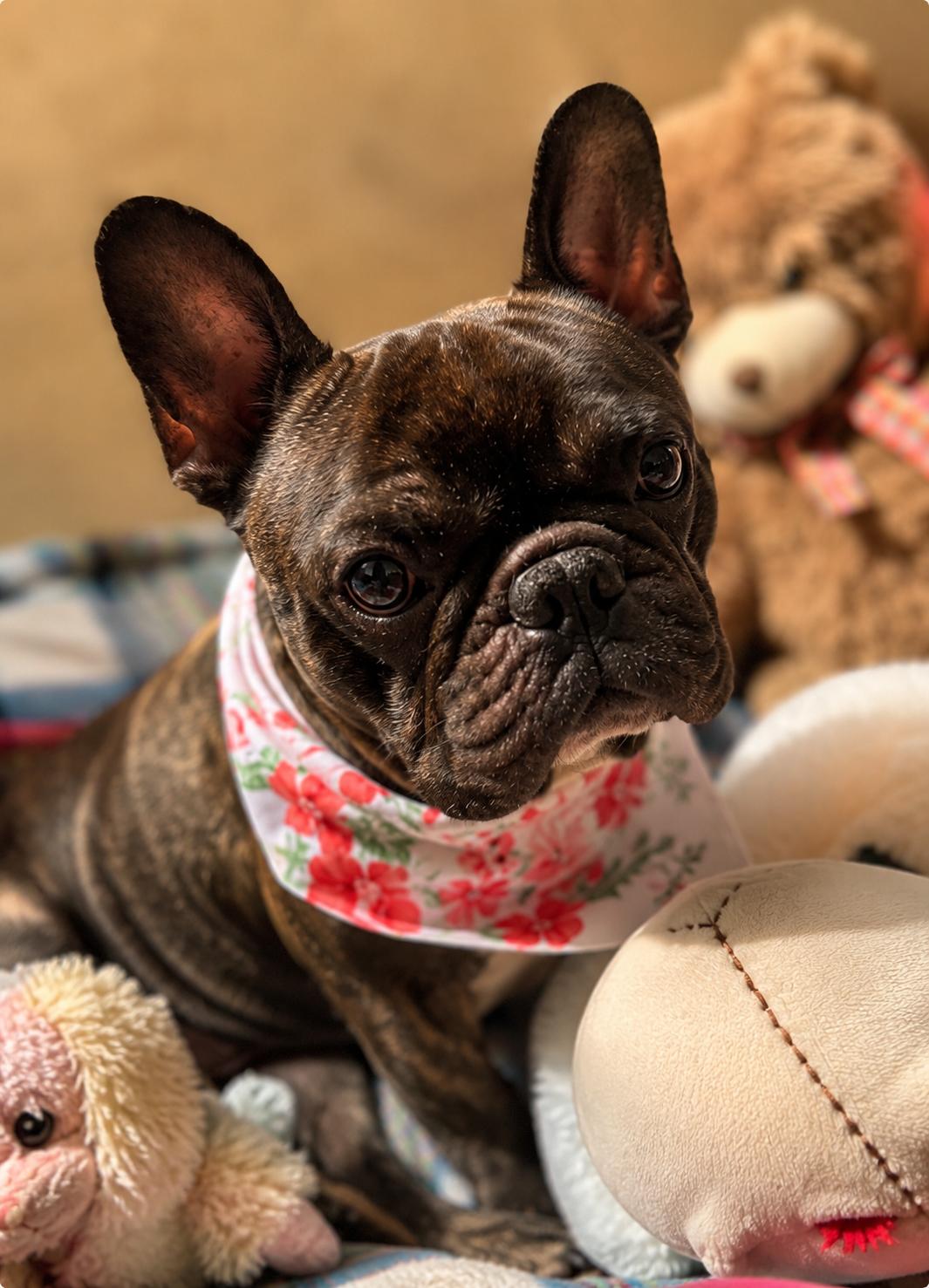 Enlarge Shug, a Adoptable French Bulldog in Monticello, NY image 2/3