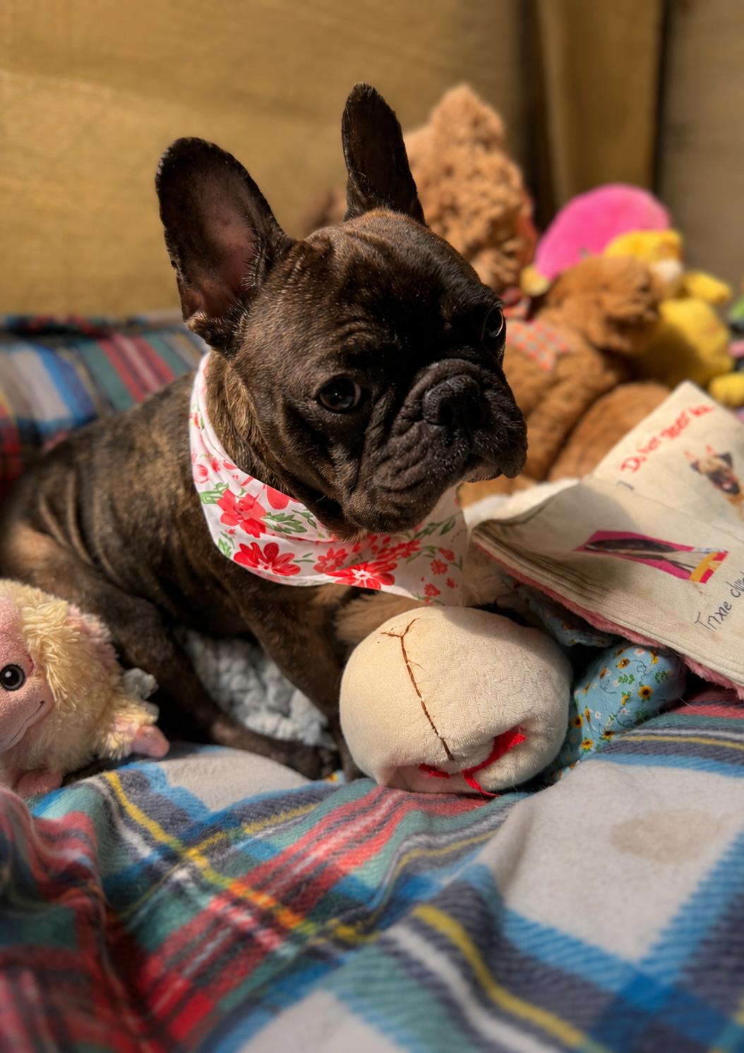 Enlarge Shug, a Adoptable French Bulldog in Monticello, NY image 3/3