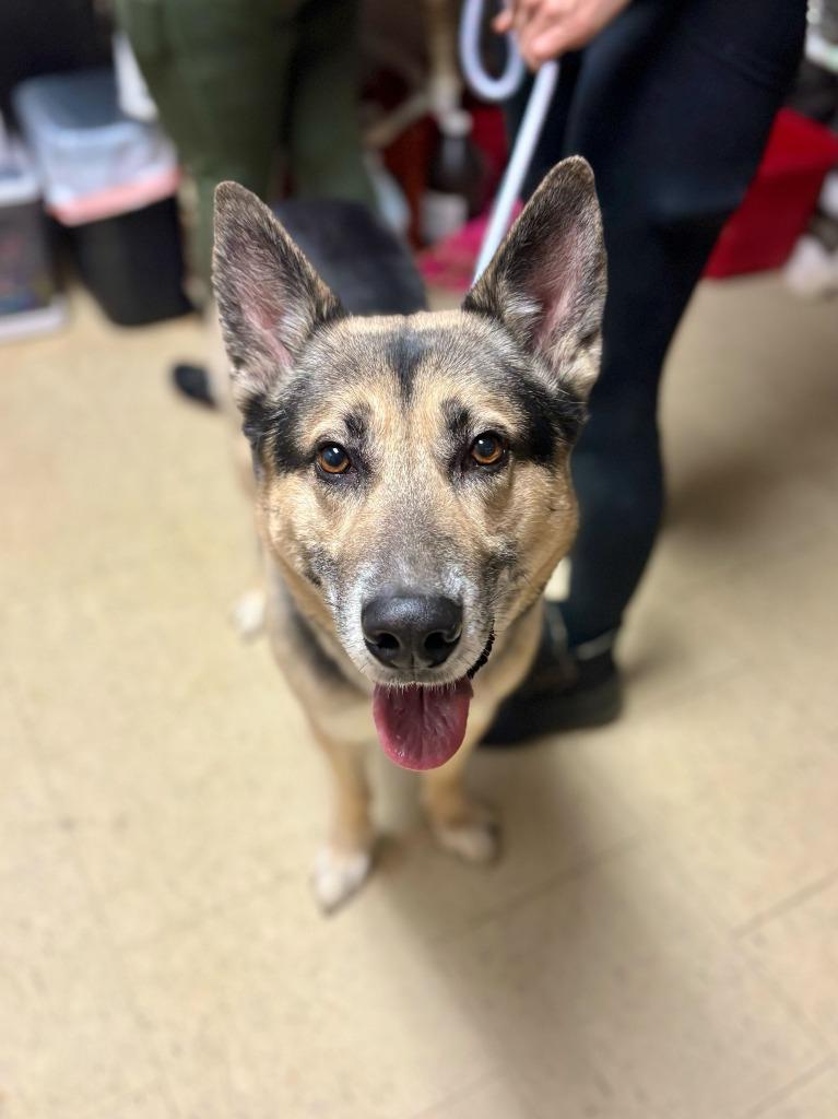 Skipper, Adopted, Adult Male German Shepherd Dog.