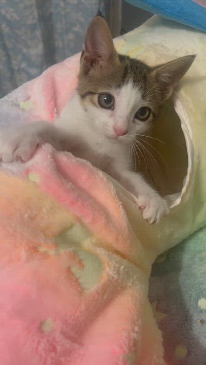 Enlarge Mikey, a Adoptable Domestic Short Hair in Salisbury, NC video 4/4