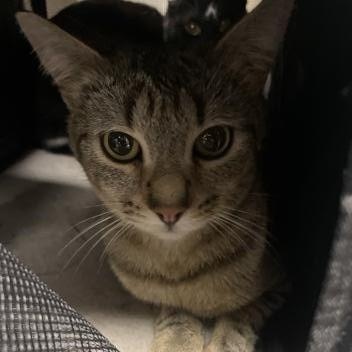 Enlarge Milk, an adopted Domestic Short Hair in Holly, MI image 1/1
