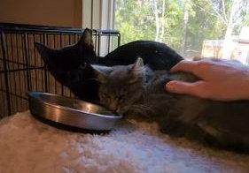 Addie (black) & Party (gray), Adopted, Young Female Domestic Medium Hair & Domestic Long Hair.