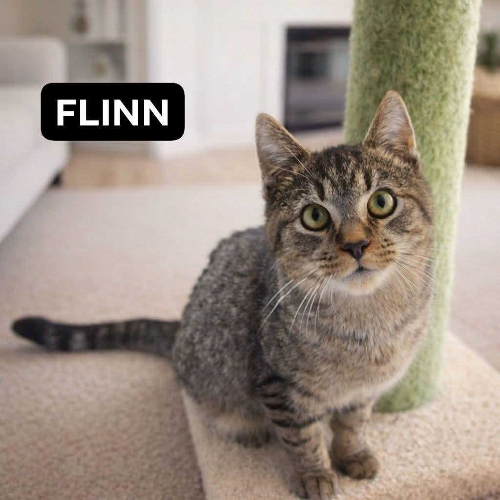 Enlarge Flinn, a Adoptable Domestic Short Hair in Quincy, OH image 1/1
