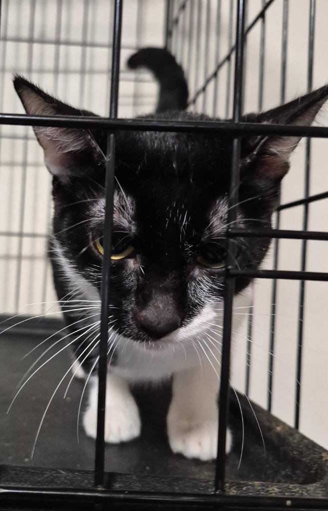 Enlarge Lilliana, a Adoptable mixed breed in Thompson Falls, MT image 1/3