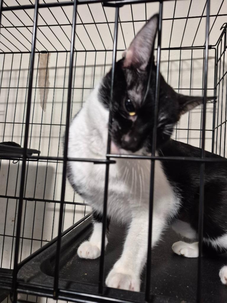 Enlarge Lilliana, a Adoptable mixed breed in Thompson Falls, MT image 2/3
