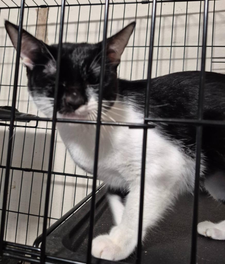 Enlarge Lilliana, a Adoptable mixed breed in Thompson Falls, MT image 3/3