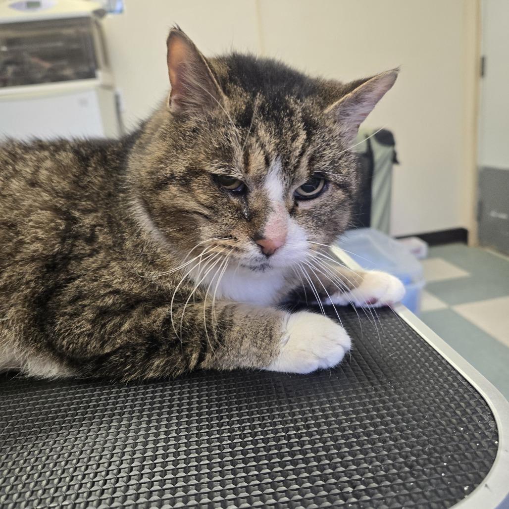 Enlarge Simba 26-059, a Adoptable Domestic Medium Hair in Tawas City, MI image 1/1