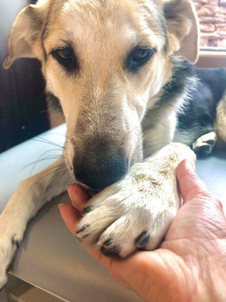 FRANKIE, a Adoptable mixed breed in Oro Valley, AZ image 1/4