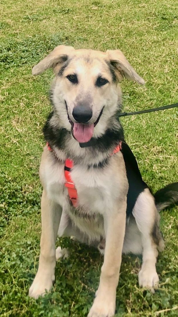 FRANKIE, a Adoptable mixed breed in Oro Valley, AZ image 2/4