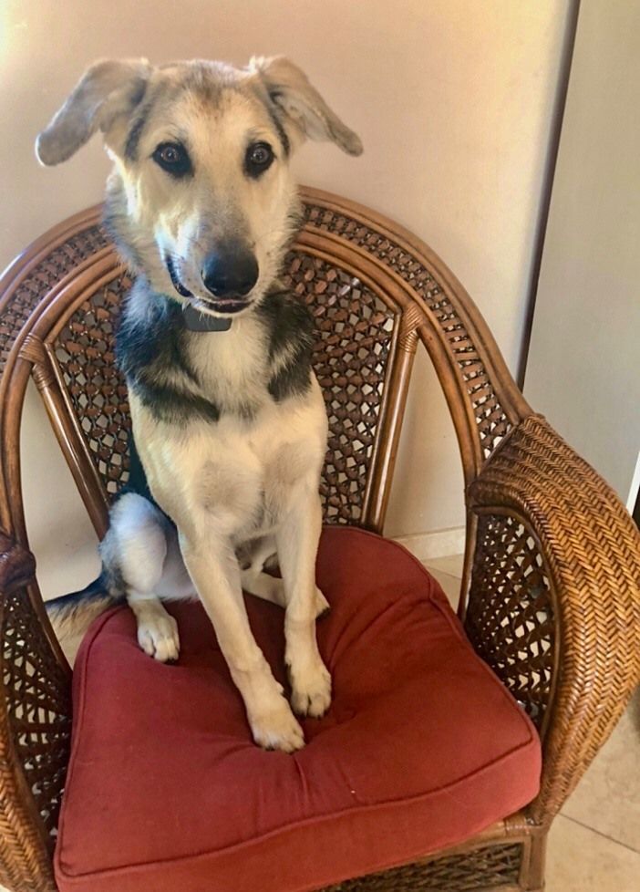 FRANKIE, a Adoptable mixed breed in Oro Valley, AZ image 3/4